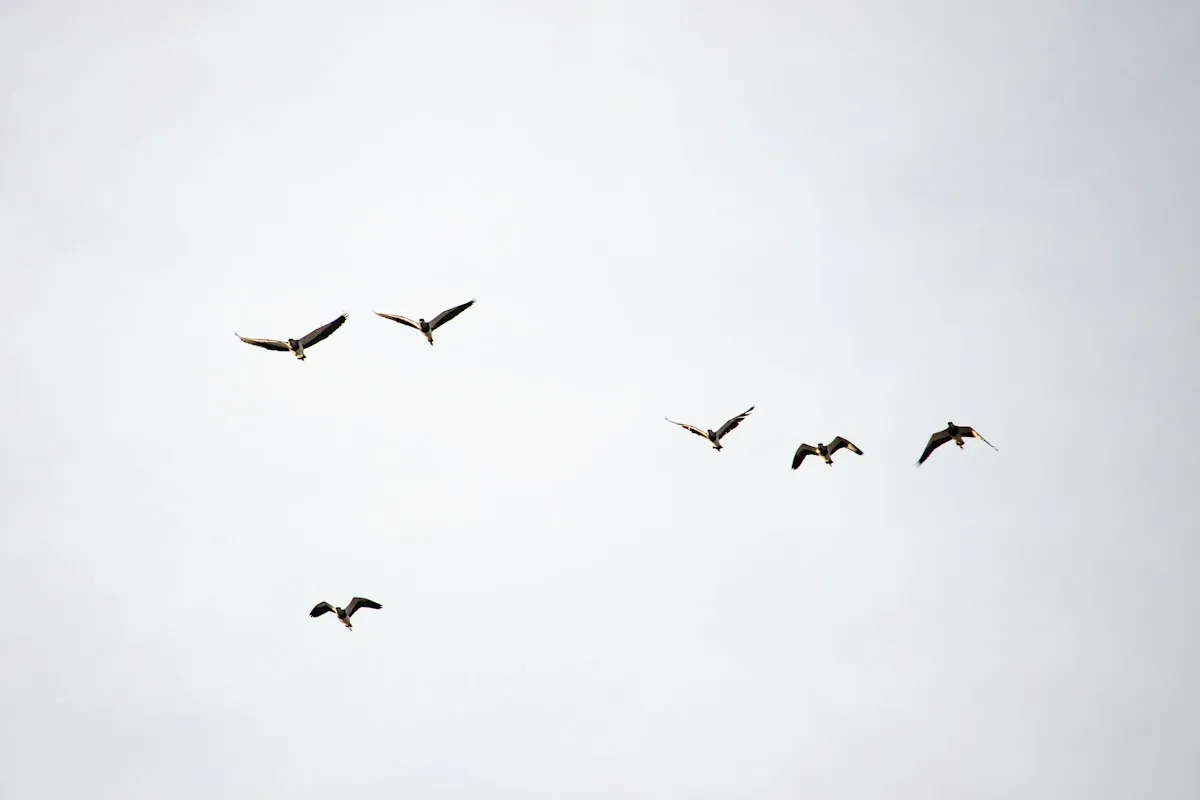 Stormo di uccelli in volo nel cielo con nuvole bianche